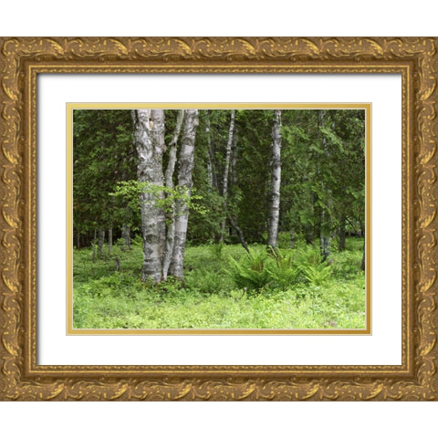 Canada, New Brunswick Forest scenic Gold Ornate Wood Framed Art Print with Double Matting by Anon, Ellen