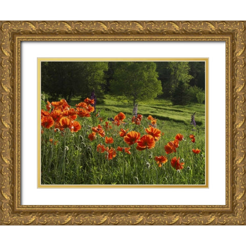 Canada, New Brunswick Poppies and forest Gold Ornate Wood Framed Art Print with Double Matting by Anon, Ellen