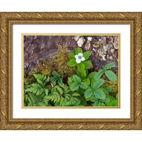 Canada, New Brunswick Plants on forest floor Gold Ornate Wood Framed Art Print with Double Matting by Anon, Ellen
