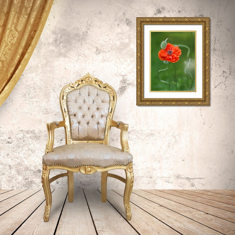Canada, New Brunswick Poppy flower and bud Gold Ornate Wood Framed Art Print with Double Matting by Anon, Ellen