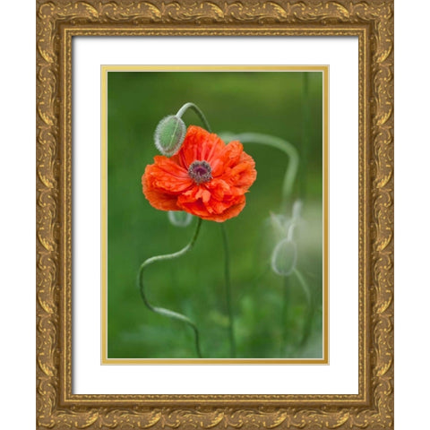 Canada, New Brunswick Poppy flower and bud Gold Ornate Wood Framed Art Print with Double Matting by Anon, Ellen