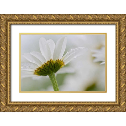 Canada, New Brunswick Daisy flower Gold Ornate Wood Framed Art Print with Double Matting by Anon, Ellen