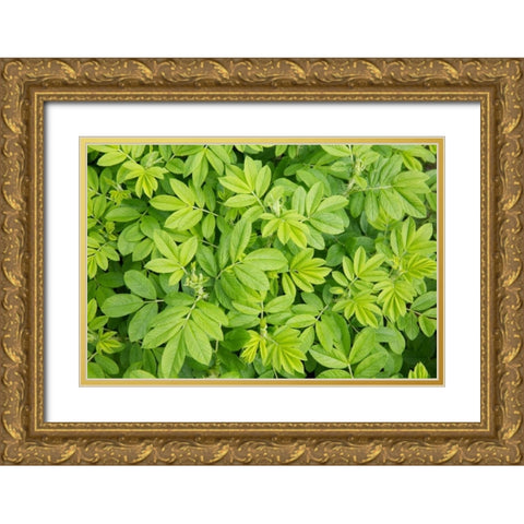 Canada, New Brunswick Leafy vegetation Gold Ornate Wood Framed Art Print with Double Matting by Anon, Ellen