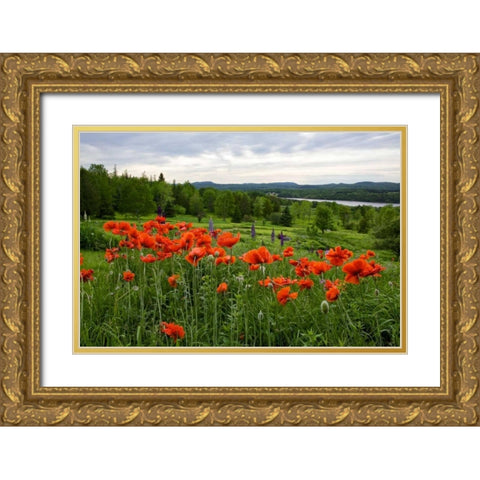 Canada, New Brunswick Flowers and St John River Gold Ornate Wood Framed Art Print with Double Matting by Anon, Ellen