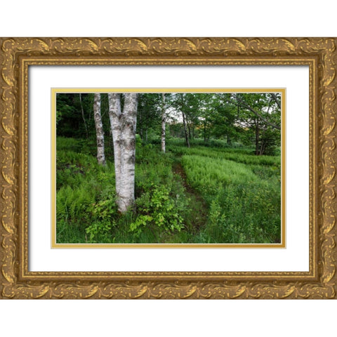 Canada, New Brunswick Forest scenic Gold Ornate Wood Framed Art Print with Double Matting by Anon, Ellen