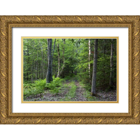 Canada, New Brunswick Forest scenic Gold Ornate Wood Framed Art Print with Double Matting by Anon, Ellen