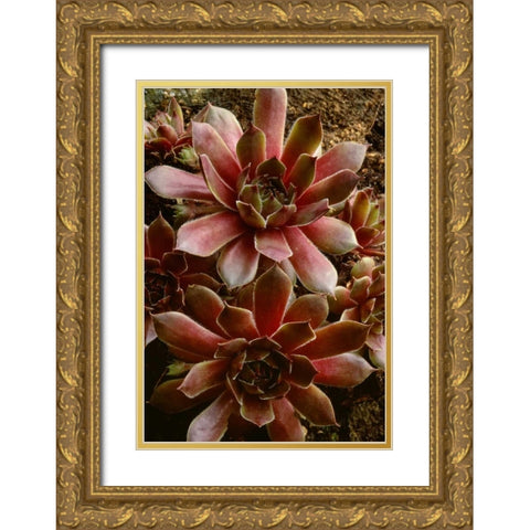 Canada Succulent plant close-up Gold Ornate Wood Framed Art Print with Double Matting by Bush, Marie