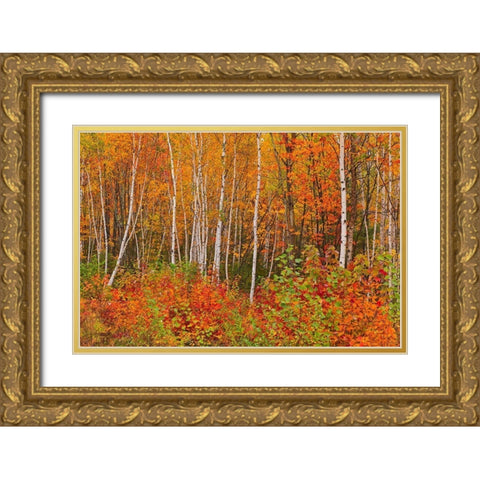 Canada-New Brunswick-Gagetown Acadian forest in autumn foliage Gold Ornate Wood Framed Art Print with Double Matting by Jaynes Gallery