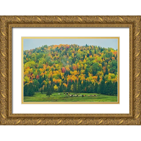Canada-New Brunswick-Saint-Jacques Acadian forest in autumn foliage Gold Ornate Wood Framed Art Print with Double Matting by Jaynes Gallery