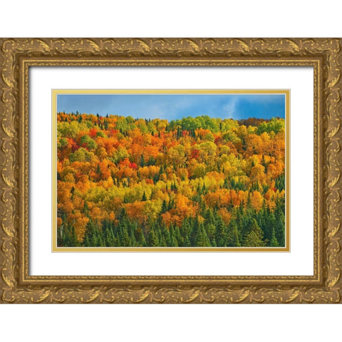 Canada-New Brunswick-Saint-Joseph Forest in autumn foliage Gold Ornate Wood Framed Art Print with Double Matting by Jaynes Gallery