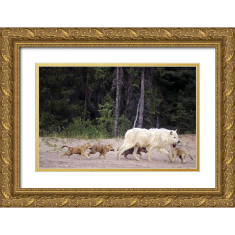 Canada, Great Slave Lake Wild gray wolf and pups Gold Ornate Wood Framed Art Print with Double Matting by Welling, Dave