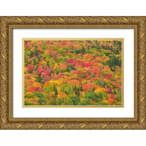 Canada-Nova Scotia-Cape Breton Island Forest in autumn foliage Gold Ornate Wood Framed Art Print with Double Matting by Jaynes Gallery