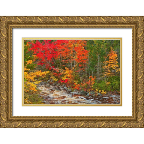 Canada-Nova Scotia Mary-Anne Falls and forest in autumn foliage Gold Ornate Wood Framed Art Print with Double Matting by Jaynes Gallery