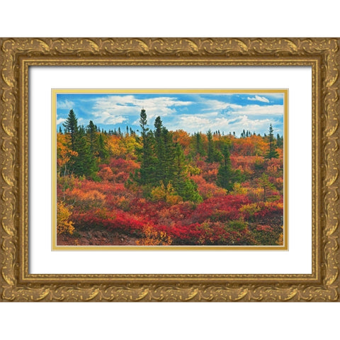 Canada-Nova Scotia-Cape Breton Island Forest in autumn foliage Gold Ornate Wood Framed Art Print with Double Matting by Jaynes Gallery