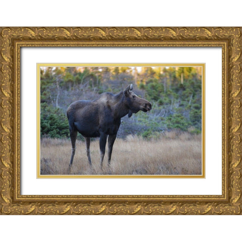 Canada-Nova Scotia-Cape Breton Highlands National Park Gold Ornate Wood Framed Art Print with Double Matting by Wall, Patrick J.