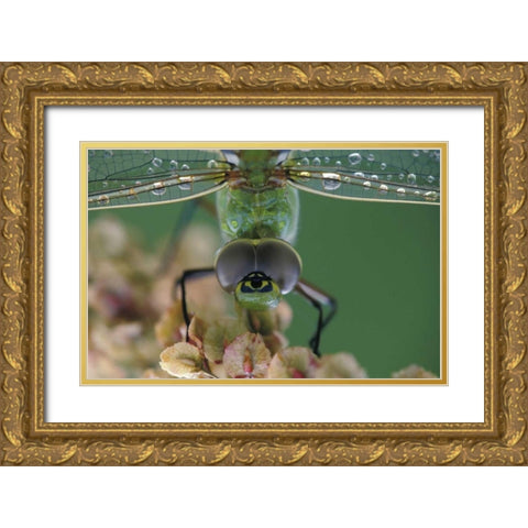 Canada, Ontario, Green Darner on flower Gold Ornate Wood Framed Art Print with Double Matting by Rotenberg, Nancy