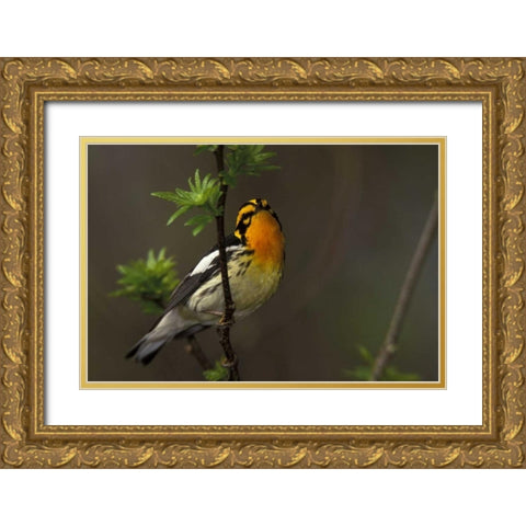 Canada, Ontario Male blackburnian warbler Gold Ornate Wood Framed Art Print with Double Matting by Morris, Arthur