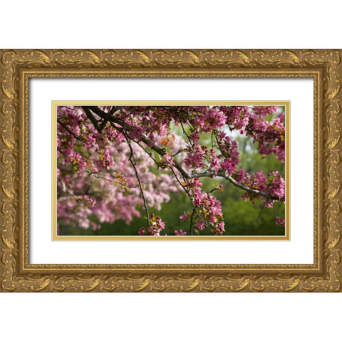 Canada, Ontario, Ottawa Cherry blossoms Gold Ornate Wood Framed Art Print with Double Matting by Young, Bill