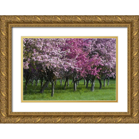 Canada, Ontario, Ottawa Grove of cherry trees Gold Ornate Wood Framed Art Print with Double Matting by Young, Bill
