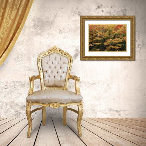 Canada, Ontario, Gravenhurst, forest in autumn Gold Ornate Wood Framed Art Print with Double Matting by Grandmaison, Mike