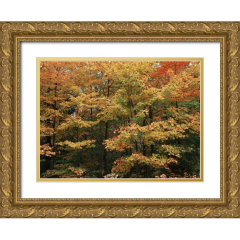 Canada, Ontario, Gravenhurst, forest in autumn Gold Ornate Wood Framed Art Print with Double Matting by Grandmaison, Mike