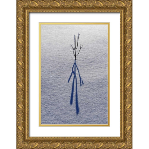 Canada, Ontario, Bourget Plant shadow on snow Gold Ornate Wood Framed Art Print with Double Matting by Grandmaison, Mike