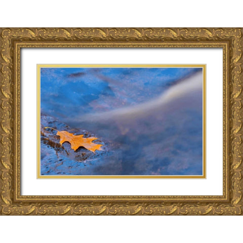 Canada, Ontario, Rosseau River, Oak leaf on rock Gold Ornate Wood Framed Art Print with Double Matting by Grandmaison, Mike