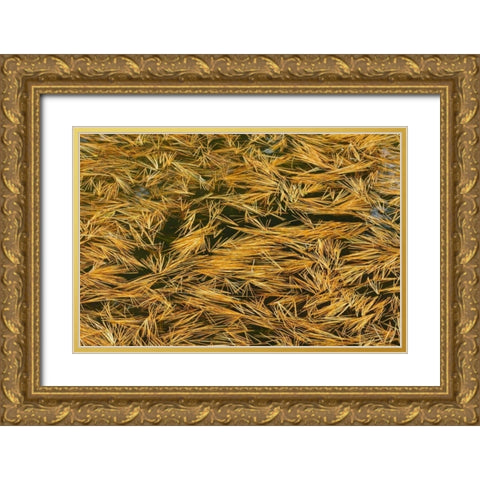 Canada, Ontario Fallen pine needles in water Gold Ornate Wood Framed Art Print with Double Matting by Grandmaison, Mike