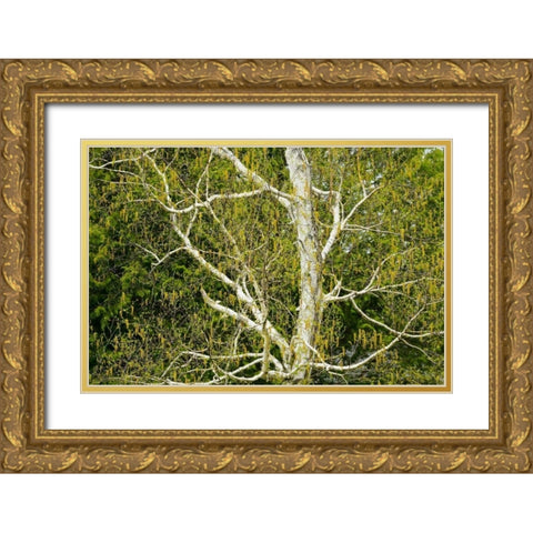 Canada, Dorset Birch tree with catkins in spring Gold Ornate Wood Framed Art Print with Double Matting by Grandmaison, Mike