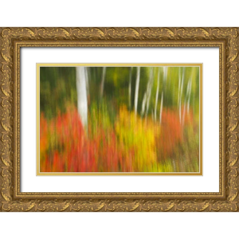 Canada, Ontario, Algonquin PP Autumn scenic Gold Ornate Wood Framed Art Print with Double Matting by Grandmaison, Mike