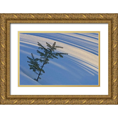 Canada, Ontario Balsam fir sapling in snow Gold Ornate Wood Framed Art Print with Double Matting by Grandmaison, Mike