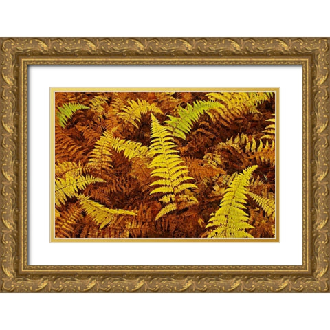 Canada, Ontario, Baysville Wood ferns in autumn Gold Ornate Wood Framed Art Print with Double Matting by Grandmaison, Mike