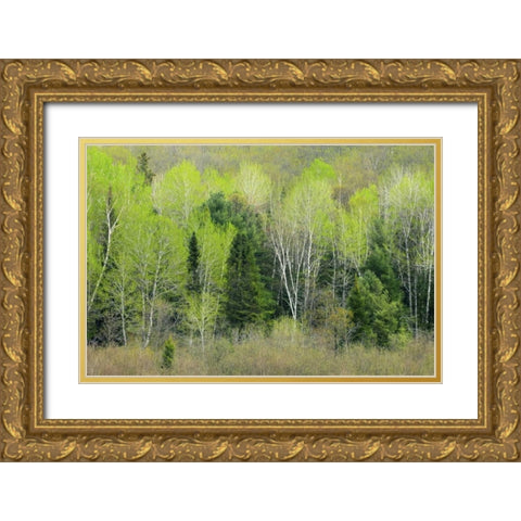 Canada, Ontario, Utterson Forest in spring Gold Ornate Wood Framed Art Print with Double Matting by Grandmaison, Mike