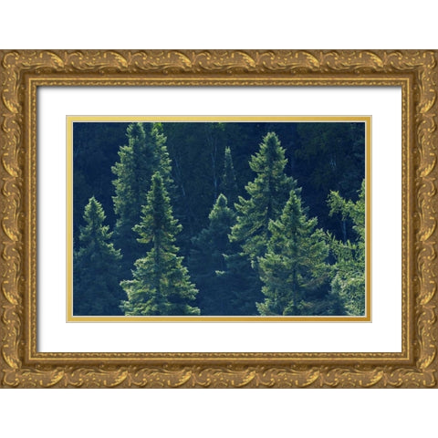 Canada, Algonquin PP Black spruce trees backlit Gold Ornate Wood Framed Art Print with Double Matting by Grandmaison, Mike
