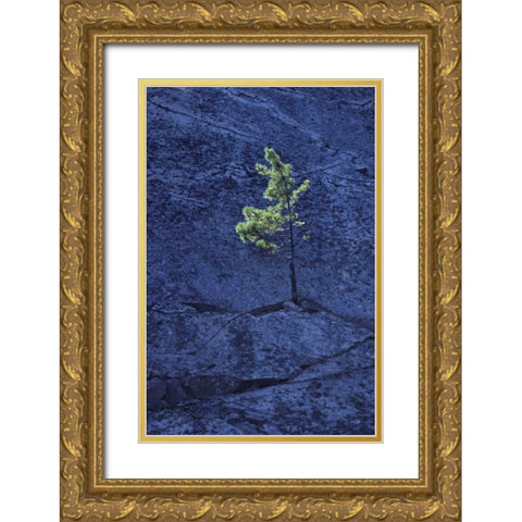 Canada, Ontario Pine tree growing in a rock Gold Ornate Wood Framed Art Print with Double Matting by Grandmaison, Mike