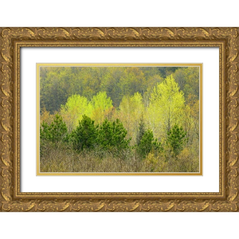 Canada, Rosseau Scots pine in spring foliage Gold Ornate Wood Framed Art Print with Double Matting by Grandmaison, Mike