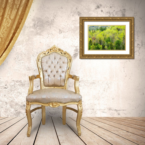 Canada, Ontario, Rosseau Mixed-wood forest Gold Ornate Wood Framed Art Print with Double Matting by Grandmaison, Mike