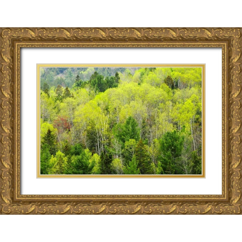 Canada, Ontario, Rosseau Mixed-wood forest Gold Ornate Wood Framed Art Print with Double Matting by Grandmaison, Mike