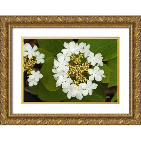Canada, Dorset Flowers on hobblebush shrub Gold Ornate Wood Framed Art Print with Double Matting by Grandmaison, Mike
