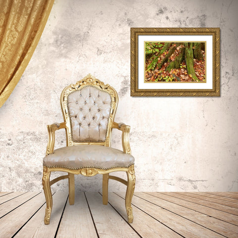 Canada, Ontario, Autumn leaves cover base of tree Gold Ornate Wood Framed Art Print with Double Matting by Grandmaison, Mike