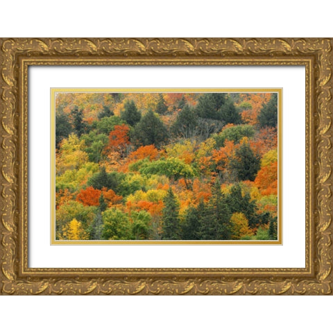 Canada, Algonquin PP Hill in autumn foliage Gold Ornate Wood Framed Art Print with Double Matting by Grandmaison, Mike