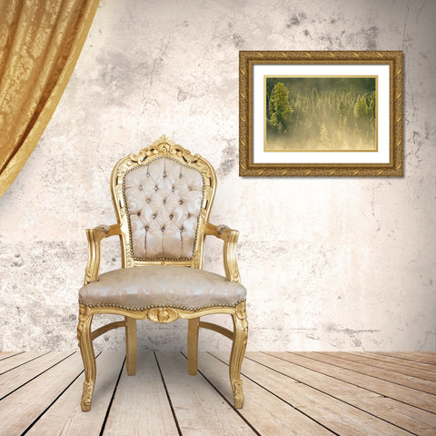 Canada, Worthington Conifers in morning fog Gold Ornate Wood Framed Art Print with Double Matting by Grandmaison, Mike