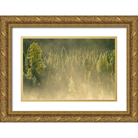 Canada, Worthington Conifers in morning fog Gold Ornate Wood Framed Art Print with Double Matting by Grandmaison, Mike