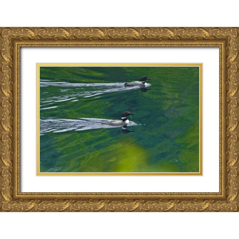 Canada, Ontario Common loons on Killarney Lake Gold Ornate Wood Framed Art Print with Double Matting by Grandmaison, Mike