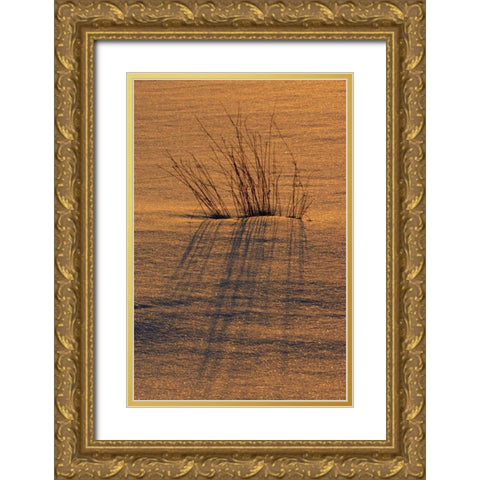 Canada, Ontario, Hope Bay Grasses at sunset Gold Ornate Wood Framed Art Print with Double Matting by Grandmaison, Mike