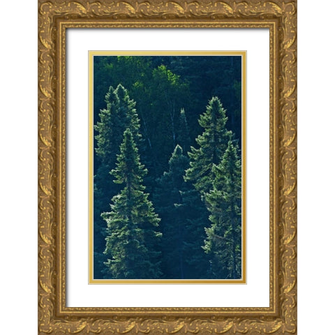 Canada, Algonquin PP Black spruce trees backlit Gold Ornate Wood Framed Art Print with Double Matting by Grandmaison, Mike