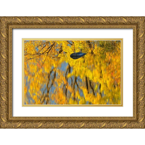 Canada, Ontario, Whitefish Vermilion River, fall Gold Ornate Wood Framed Art Print with Double Matting by Grandmaison, Mike