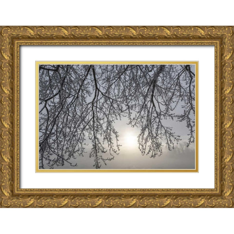 Canada, Ottawa Frosty limbs and fog-shrouded sun Gold Ornate Wood Framed Art Print with Double Matting by Young, Bill