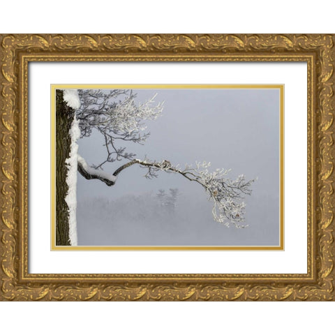 Canada, Ottawa, Frosty branches in fog Gold Ornate Wood Framed Art Print with Double Matting by Young, Bill