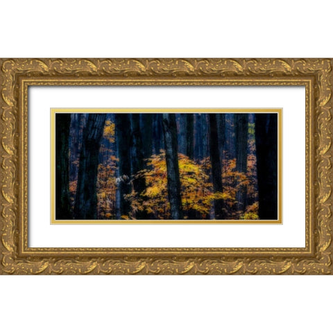 Canada, Ontario Autumn abstract of forest Gold Ornate Wood Framed Art Print with Double Matting by Young, Bill